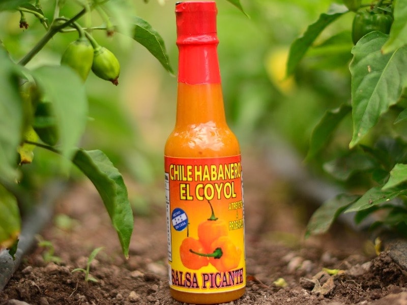 Caso: Joven cultivador de chile habanero desarrolla un prototipo de salsa picante y decide emprender en un negocio de chiles en salsa, empleando miembros de su familia para producir, procesar, envasar y comercializar. <br>Nuestro Rol: Vinculamos a Rodolfo con entes de la banca pública, permitiendole acceso a fondos con la tasa de interés más baja del mercado. Además, le servimos de plataforma comercial en exposiciones y ferias, como tambien de plataforma social, al hacer networking con otros actores en su rubro. <br>Testimonio: 'Contar con buen financiamiento me permitió mejorar la capacidad de producción; pude generar nuevos empleos, abastecer la demanda del mercado regional, generar mayores ingresos y tener un mejor nivel de vida familiar. Me han  apoyado con asesoría en uso de tecnología y comunicación creando una página web.'